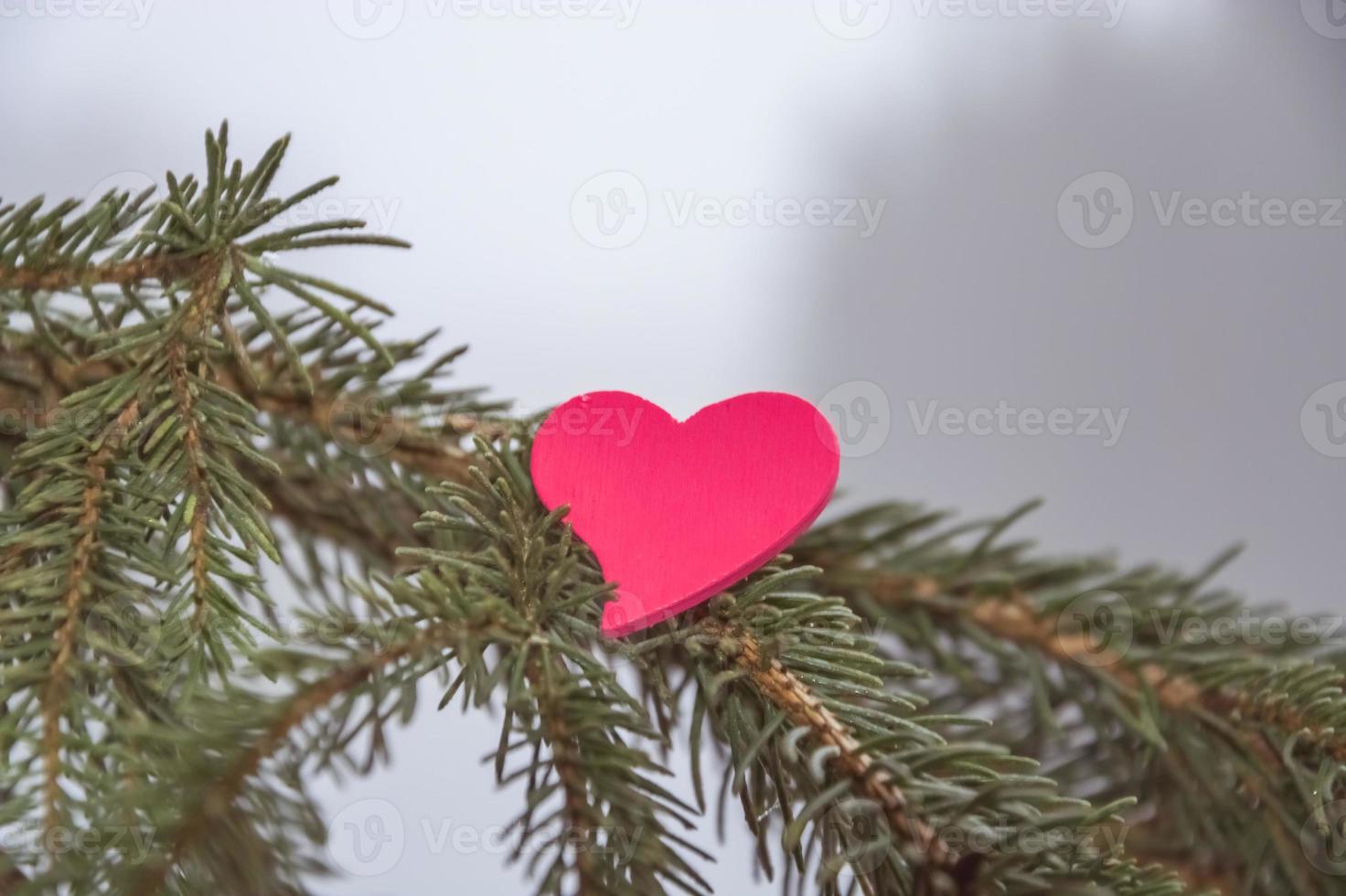 Fir branches with heart photo