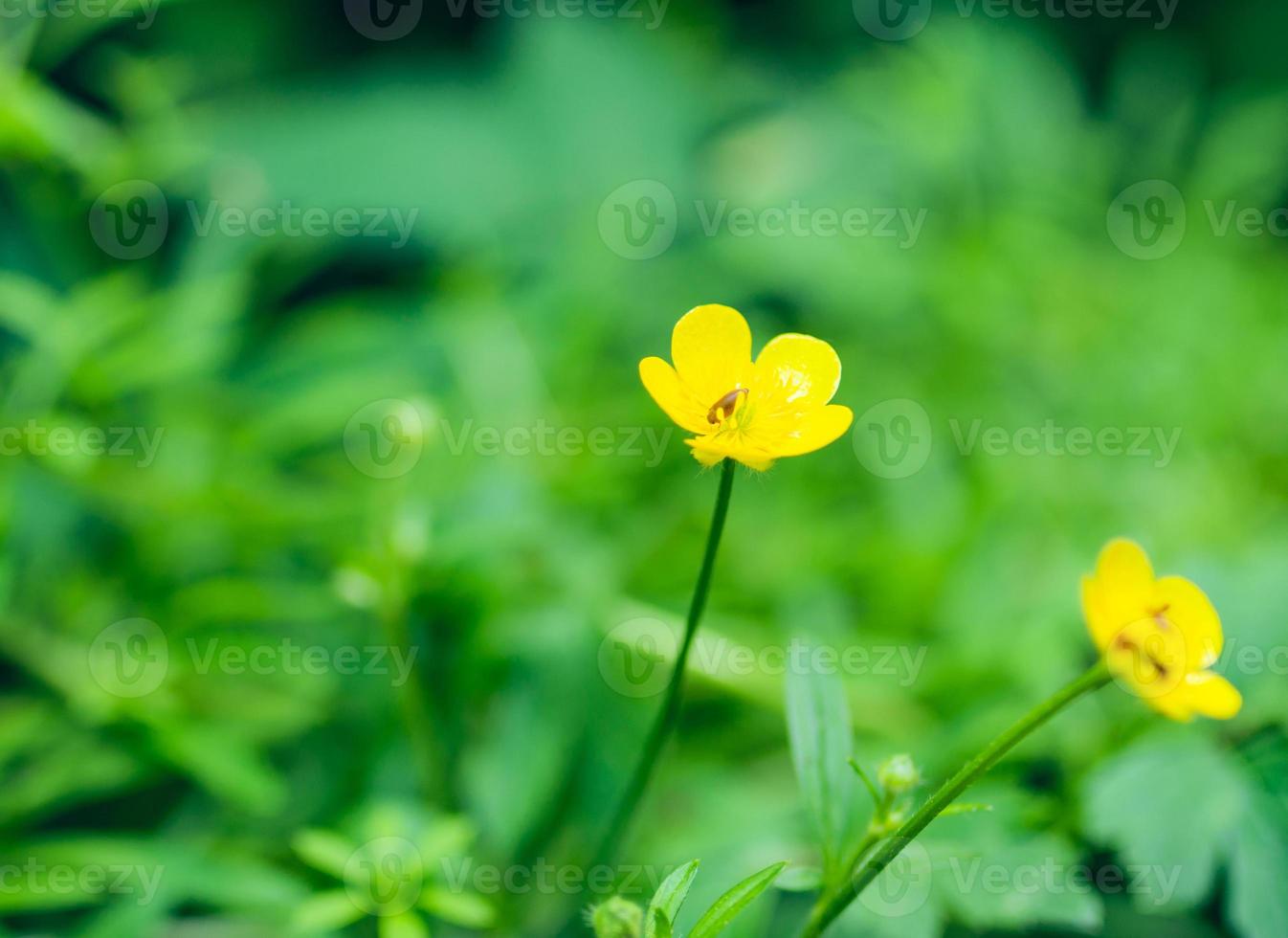 botón de oro en primavera foto