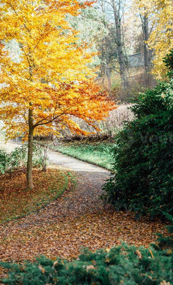 footpath in city park in autumn photo