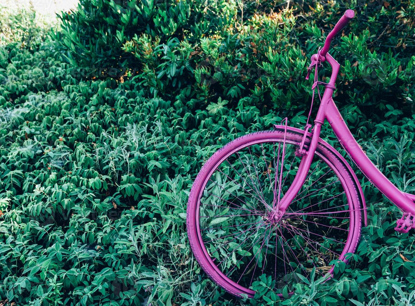 pink painted bicycle in a hedge photo