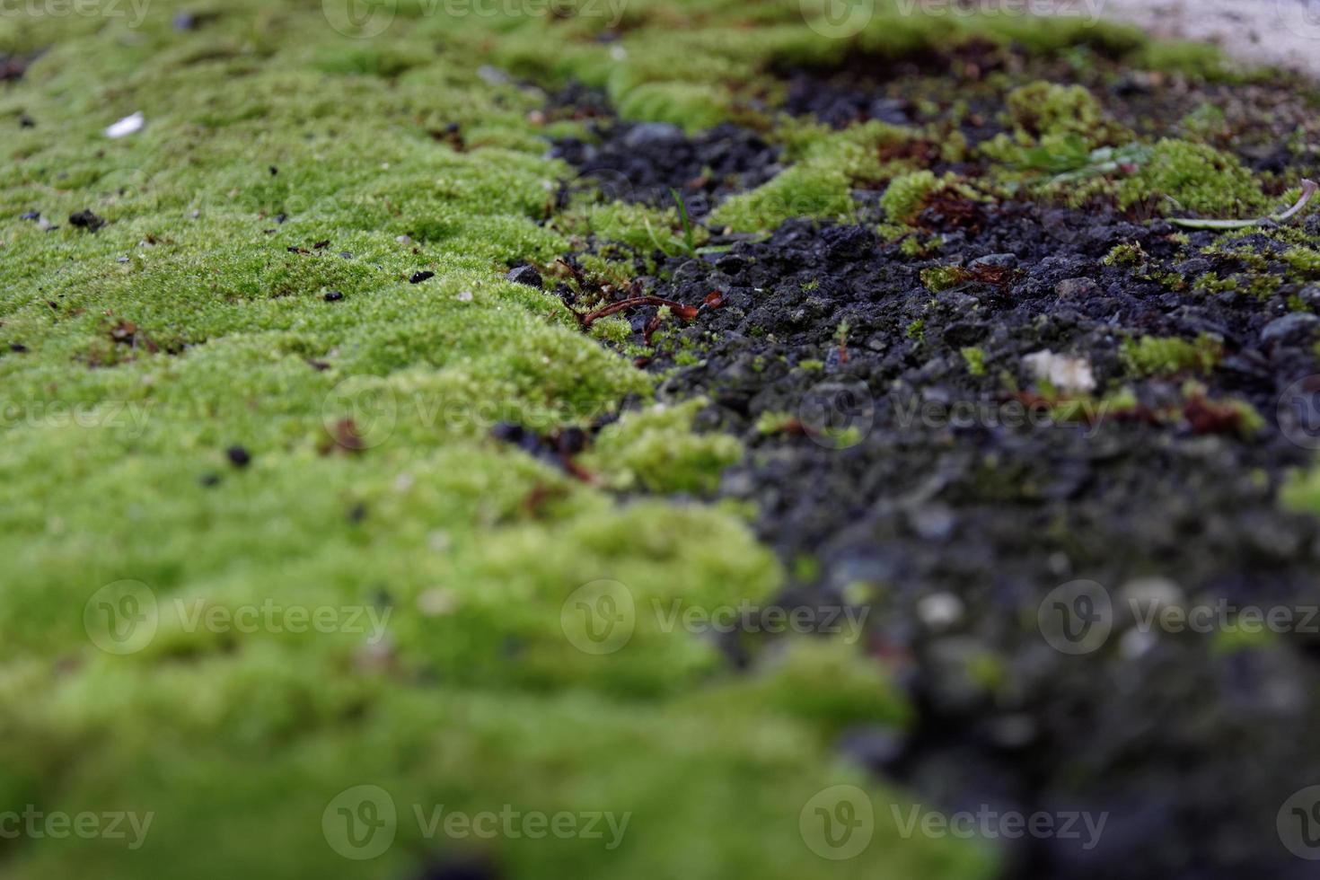 Moss on the street photo
