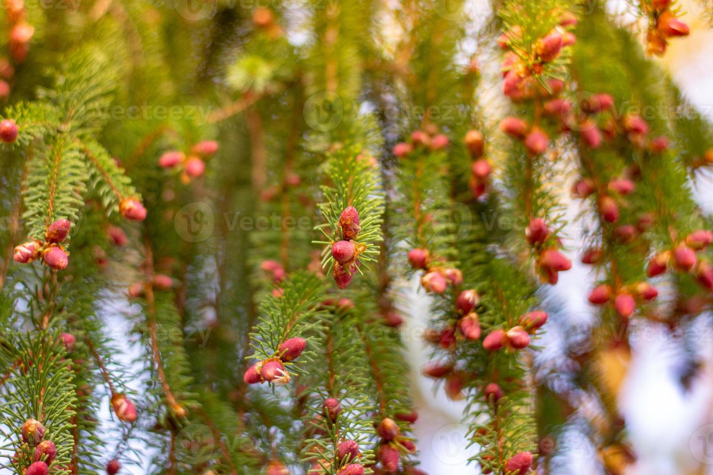 pine cones in spring photo