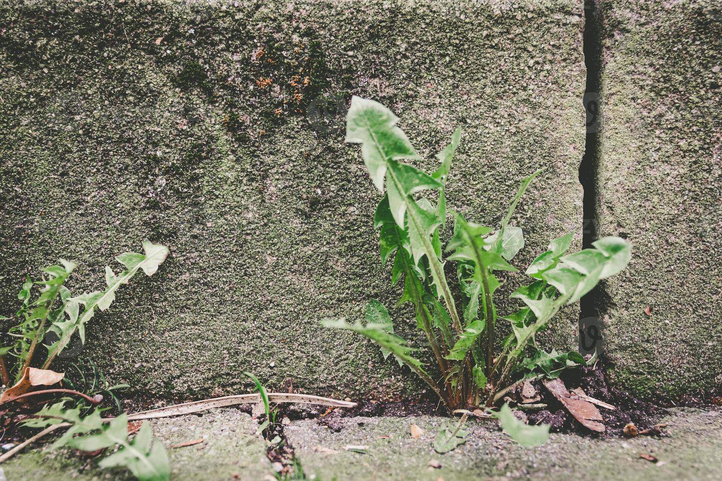 dandelion leaves on an old stone wall photo