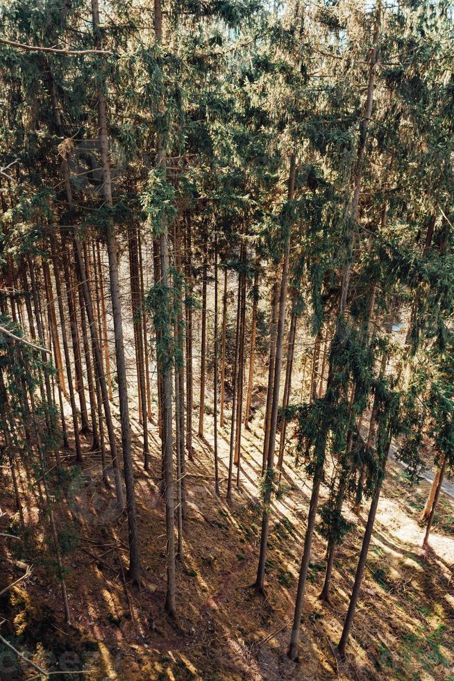 a dense needle forest in spring photo