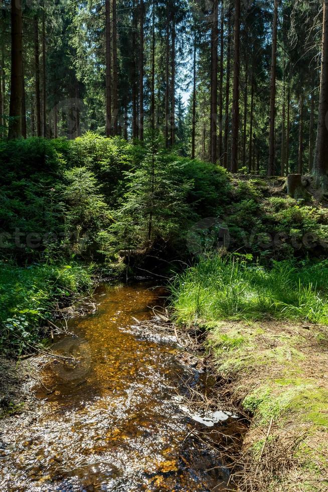 forest stream in summer photo