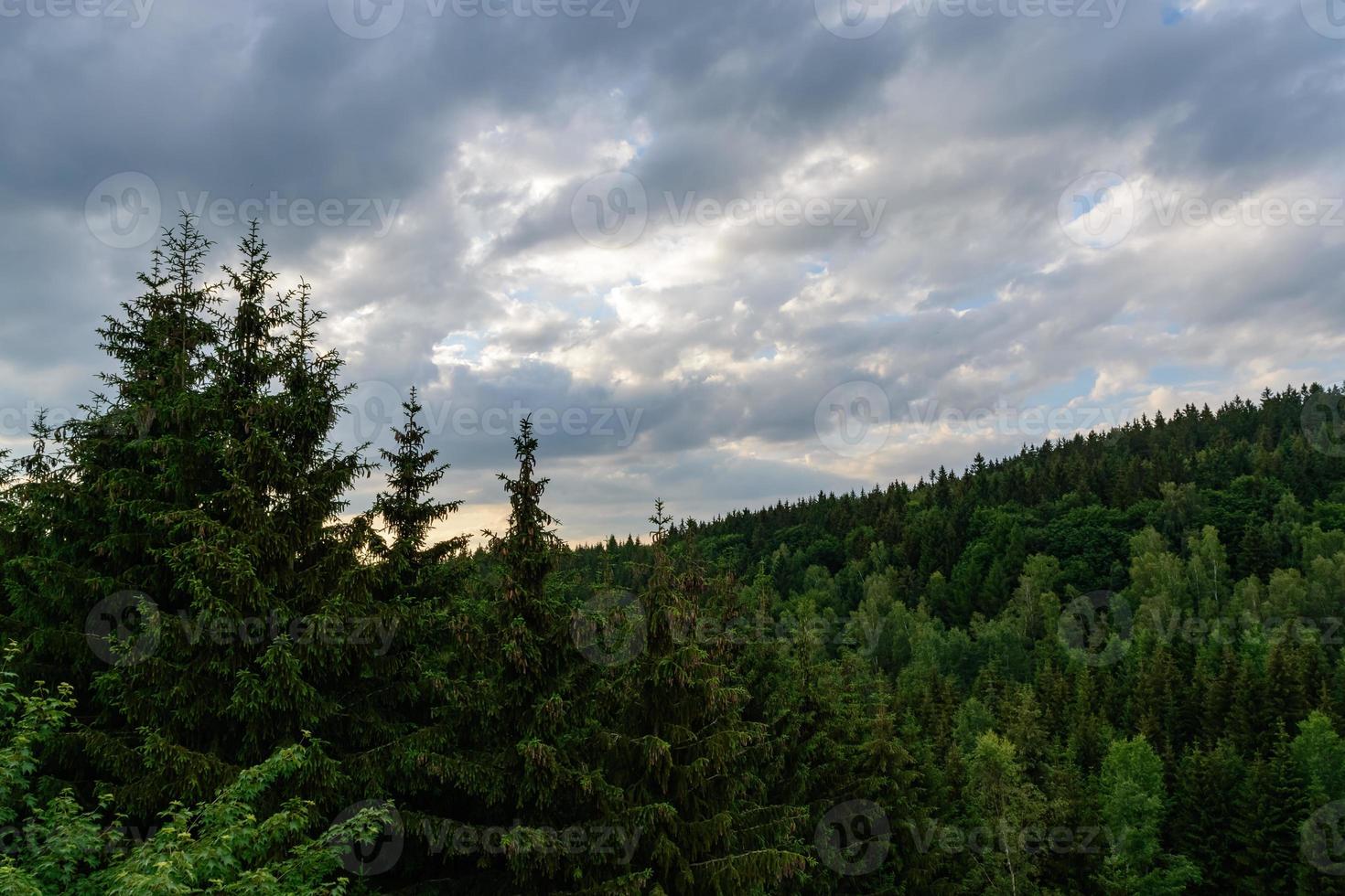 bosque de coníferas con cielo foto