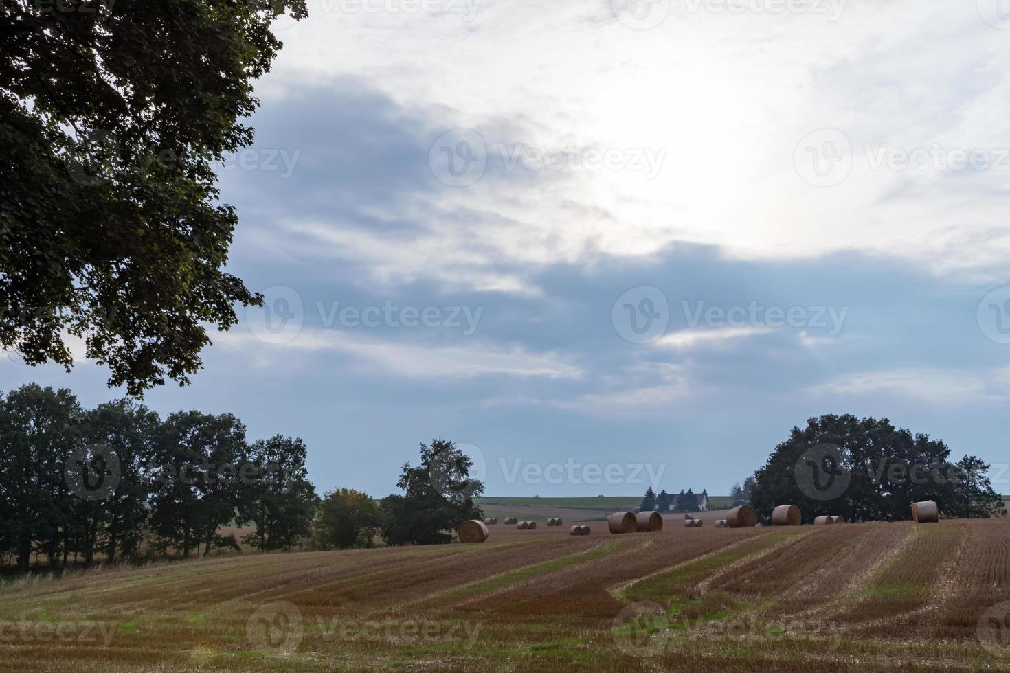 Forest with field in summer photo