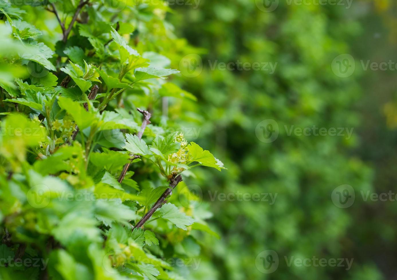 Fresh young new green leaves in spring photo