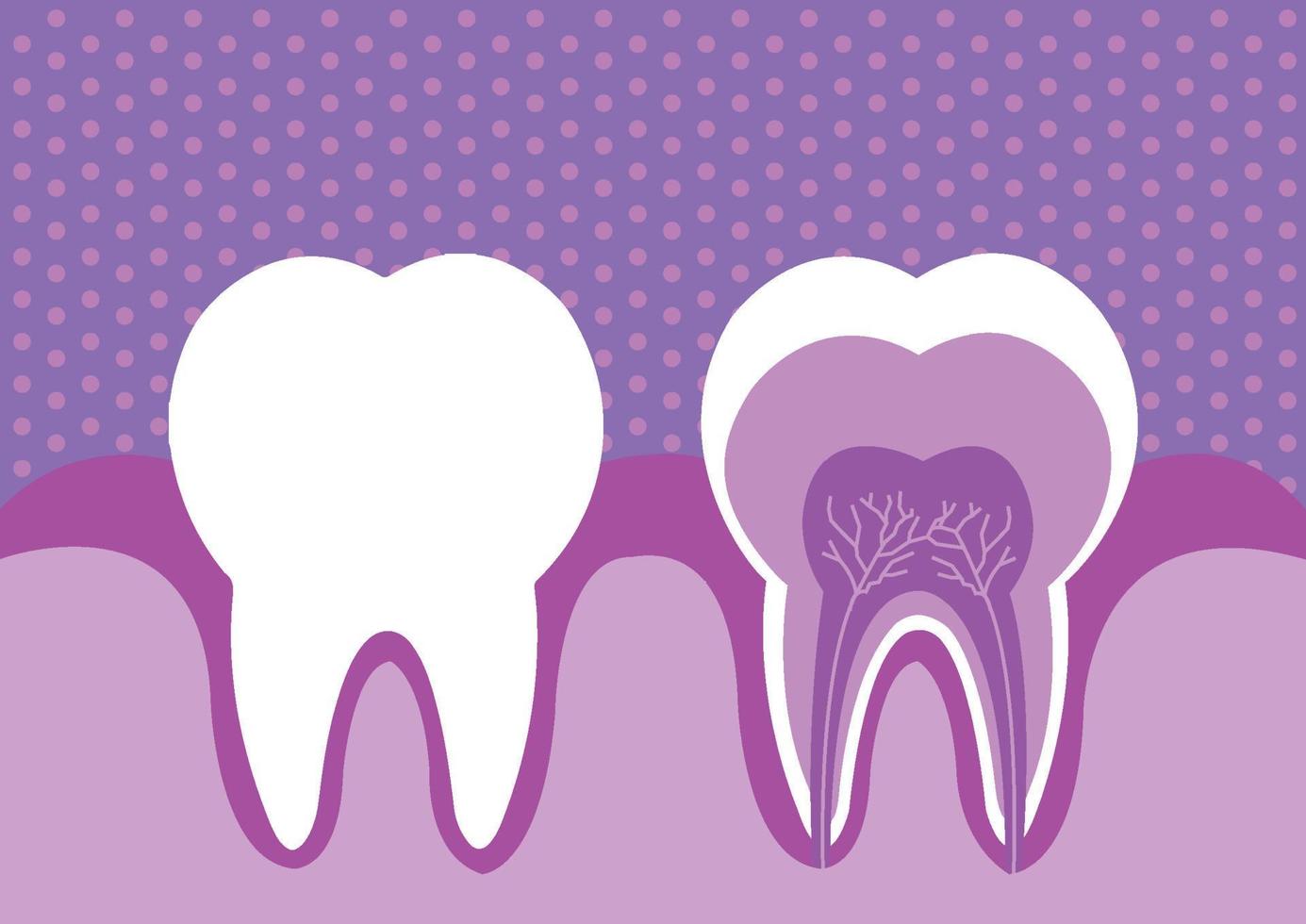 Illustration of modern color tooth vector