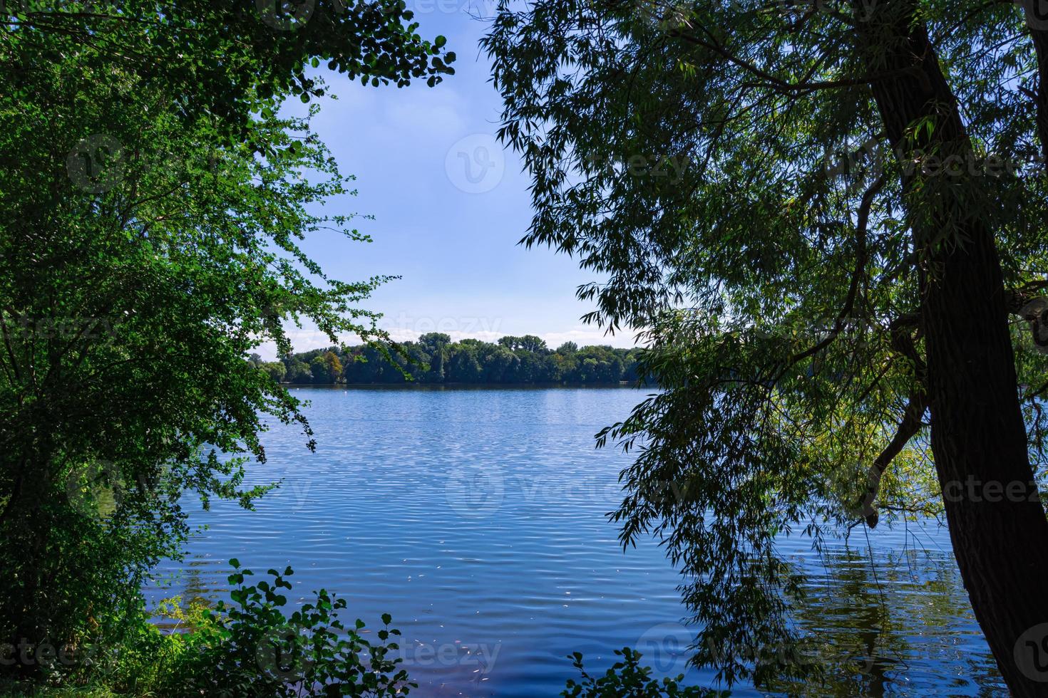 trees in front of a lake in the summer photo