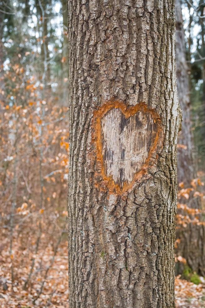 Heart on tree trunk photo