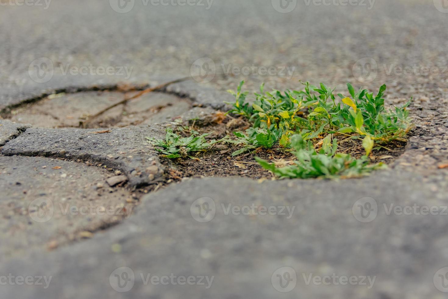 weed on a street in selective focus photo