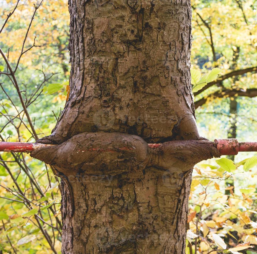 Old metal pole embedded in a tree trunk photo