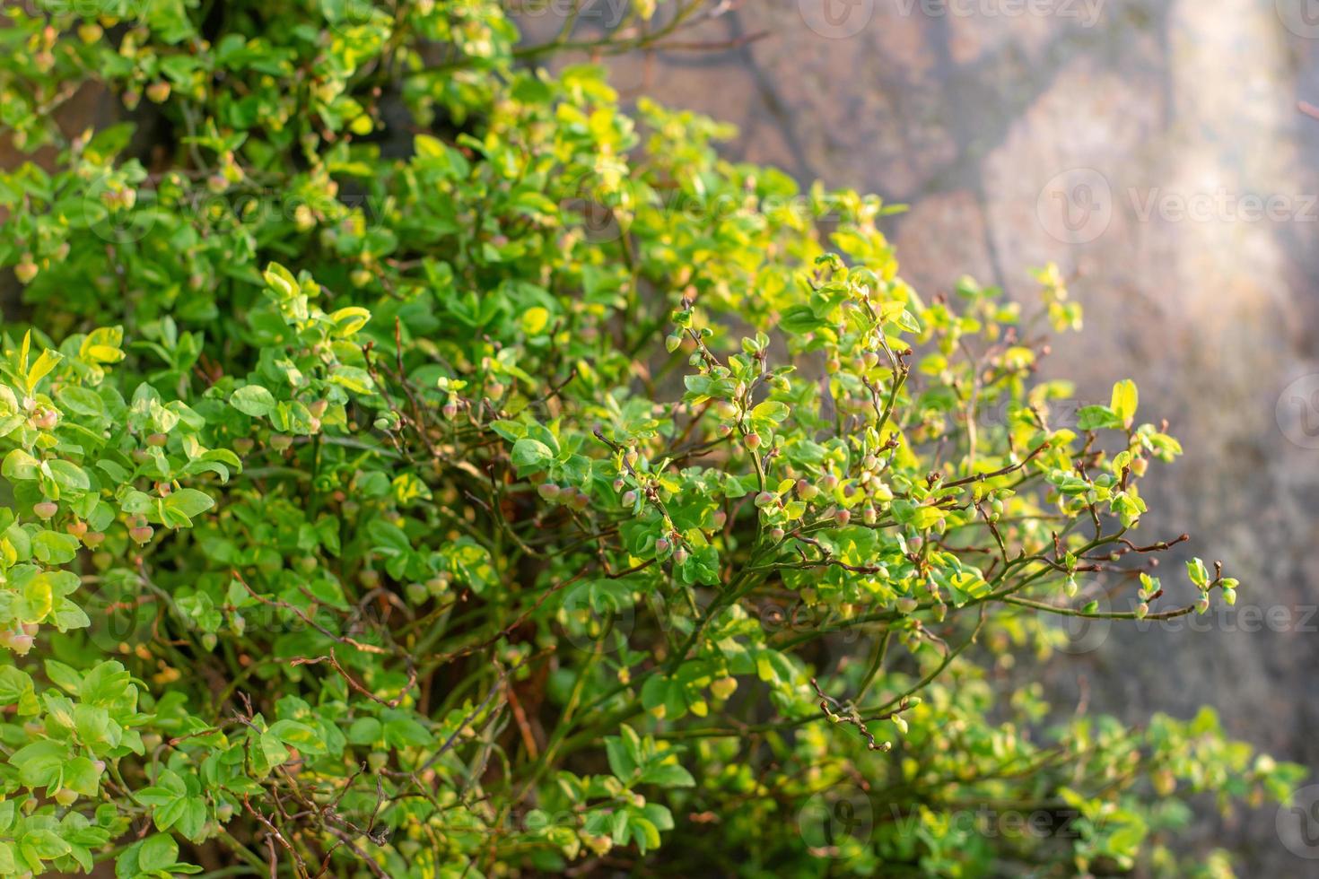 Fresh vibrant green spring leaves on a shrub photo