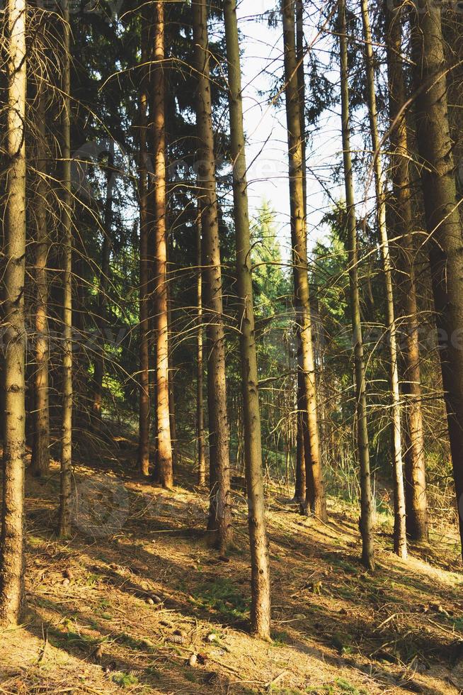 coniferous forest in spring photo