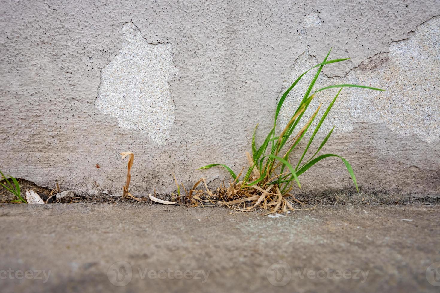 weeds in front of a house wall photo