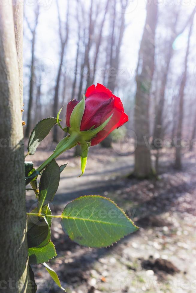 red rose on a tree trunk photo