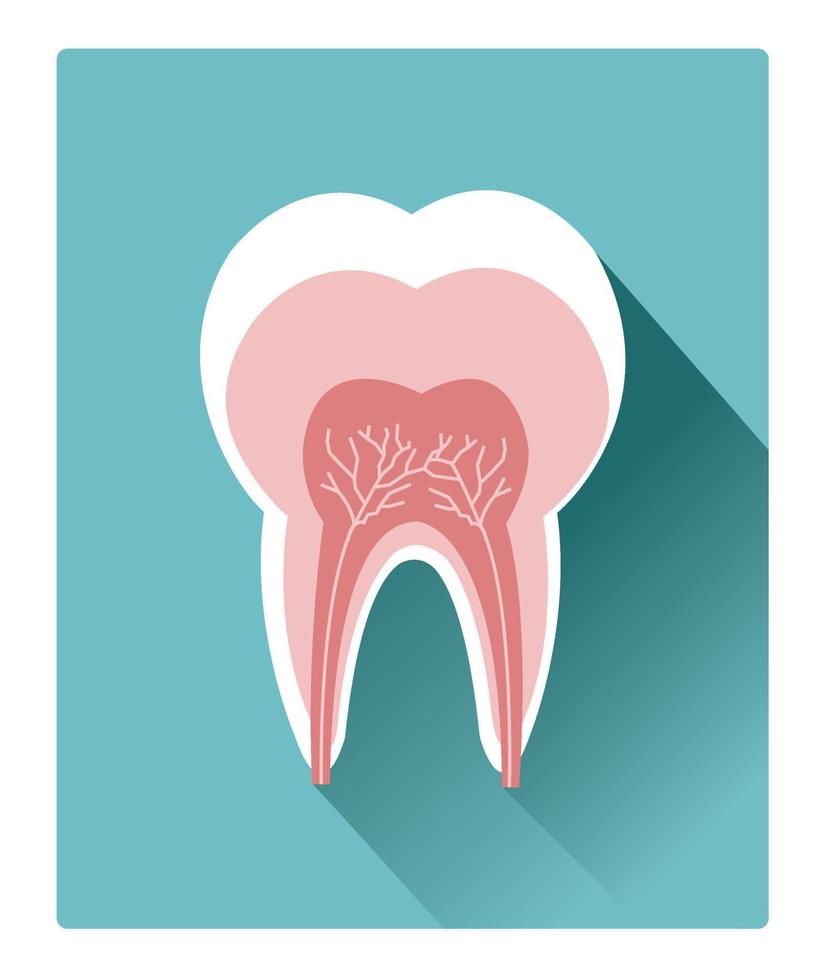 icono de anatomía detallada de diente plano moderno con efecto de sombra larga vector