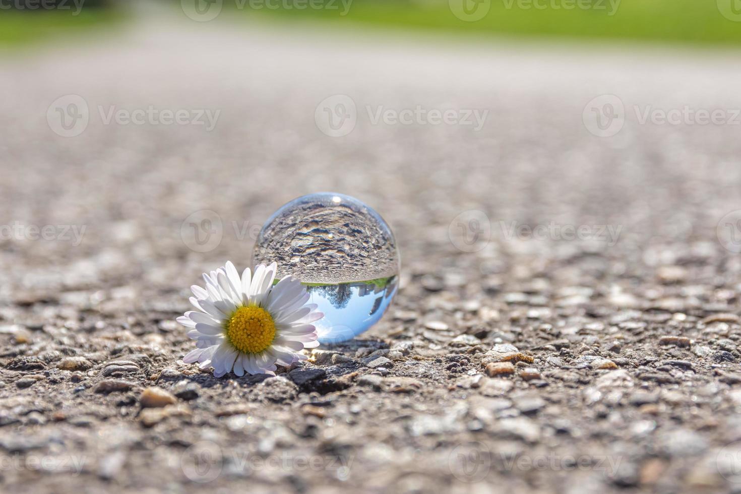 a daisy with glass ball in selective focus on a walkway in nature photo