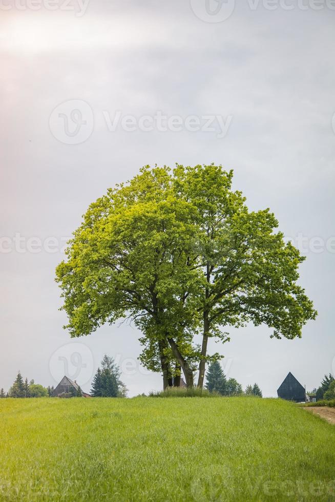 Tree in a meadow photo