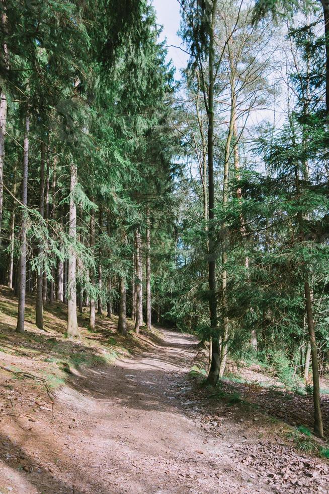 camino a través del bosque foto