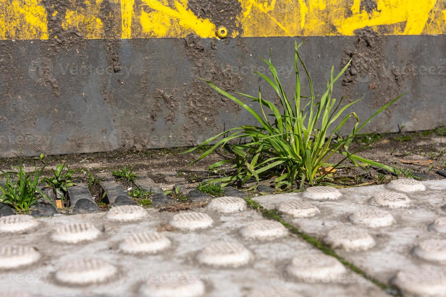 a tuft of grass on a street photo