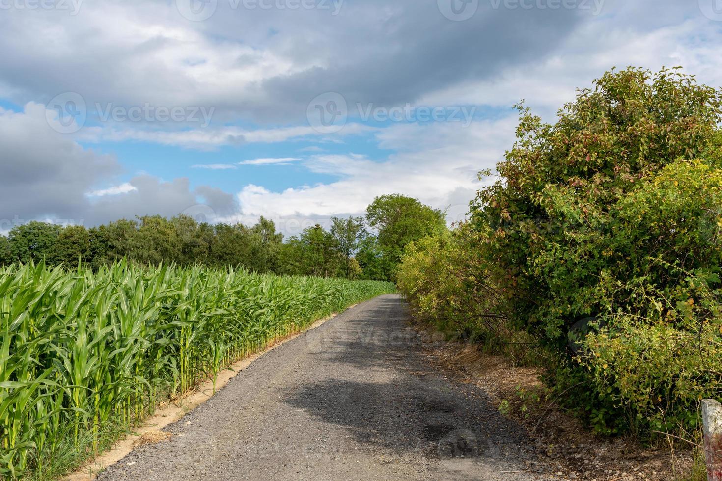 dirt road in the summer photo