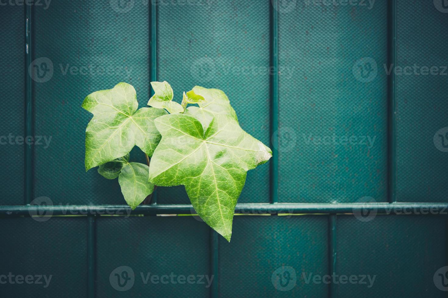 Ivy plant breaks through the fence photo