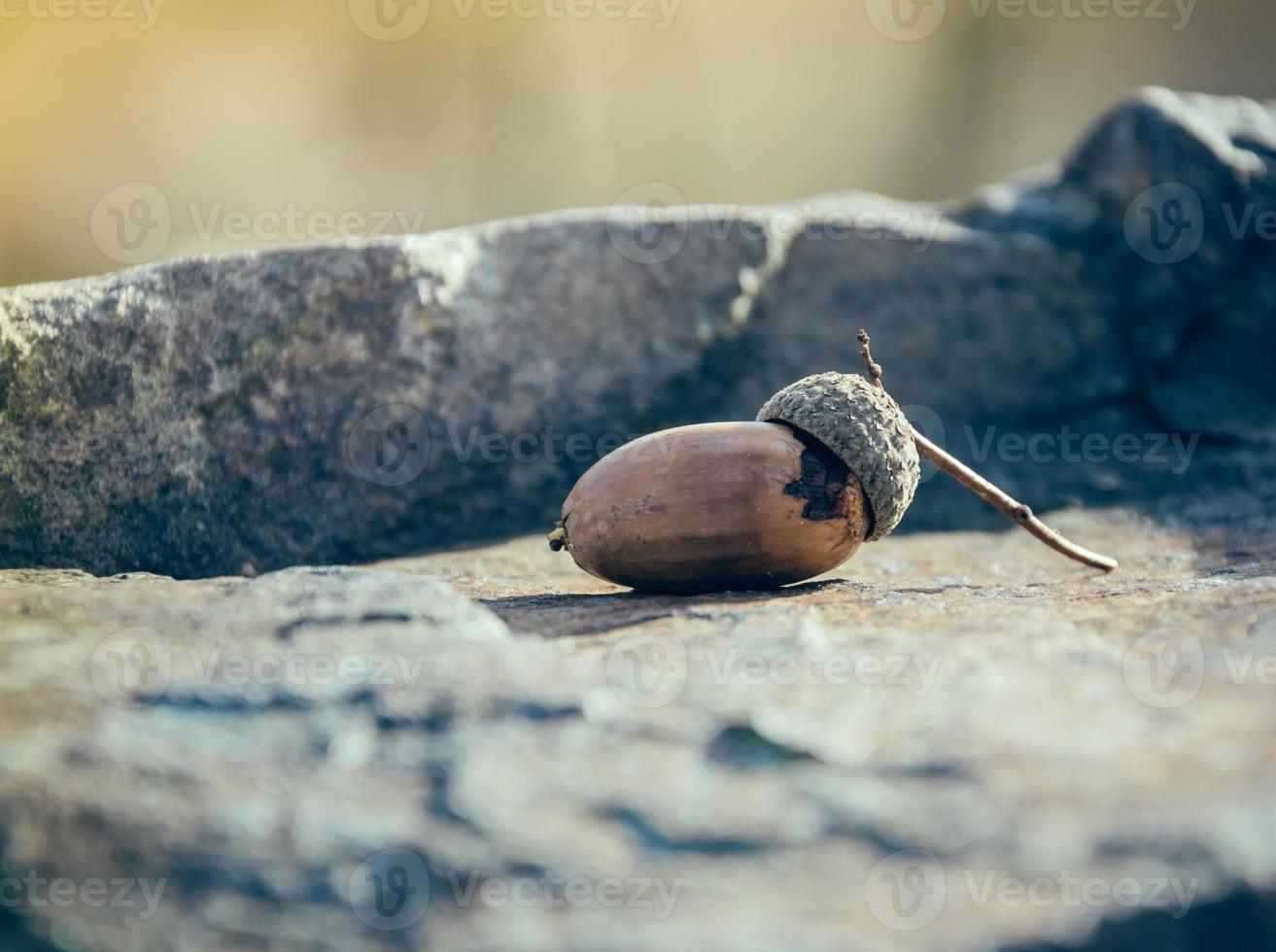 acorn on a rock photo