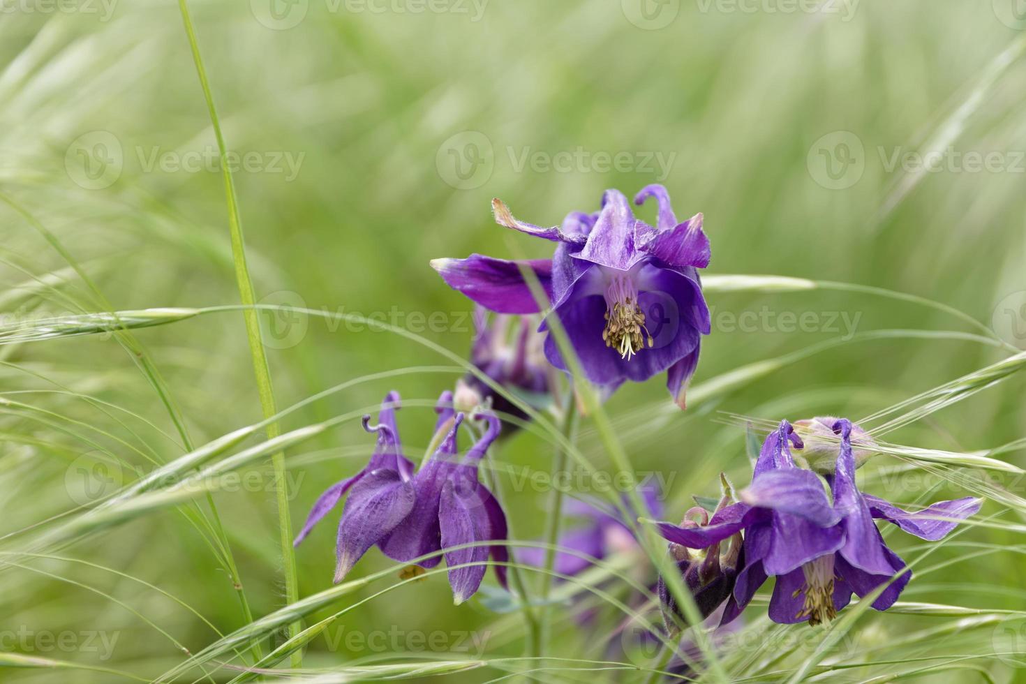 Colourful blue purple iris growing in grass photo