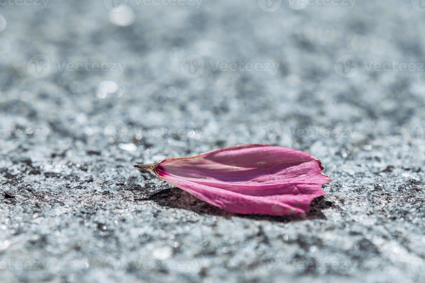 a single purple petal on a road photo