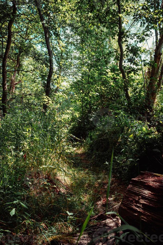 trees in the dense jungle in summer photo