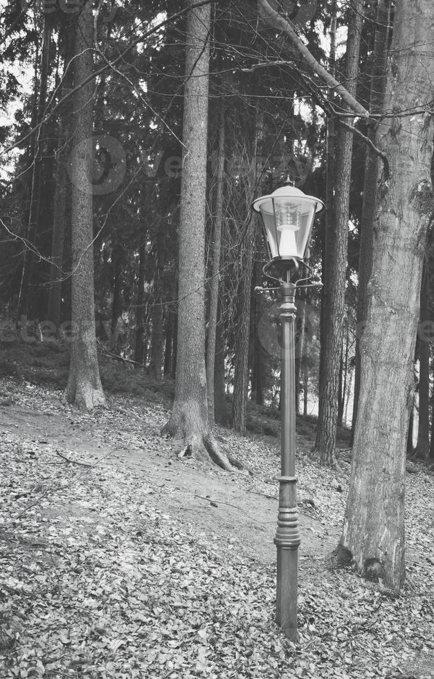 lantern in a city forest photo