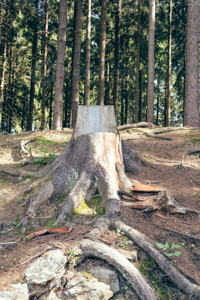 chair made of a tree trunk photo