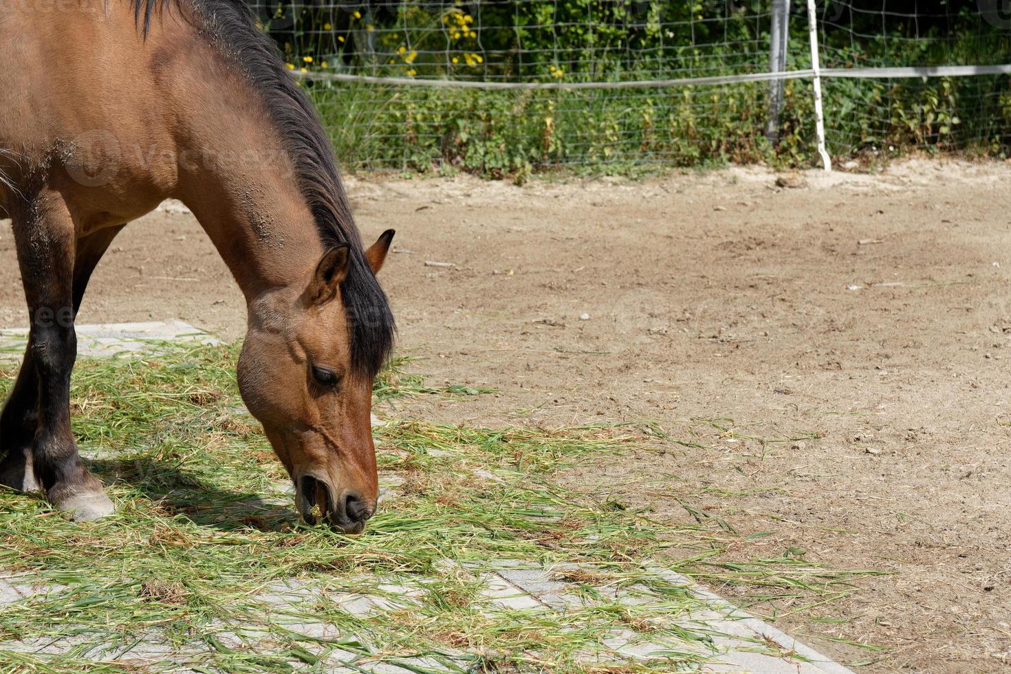 Brown horse grazing in a pasture or paddock photo