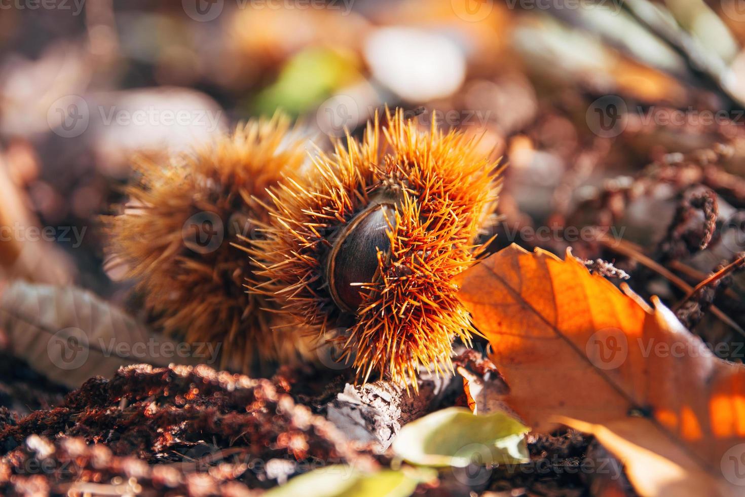 Sweet chestnut on a forest floor in autumn photo