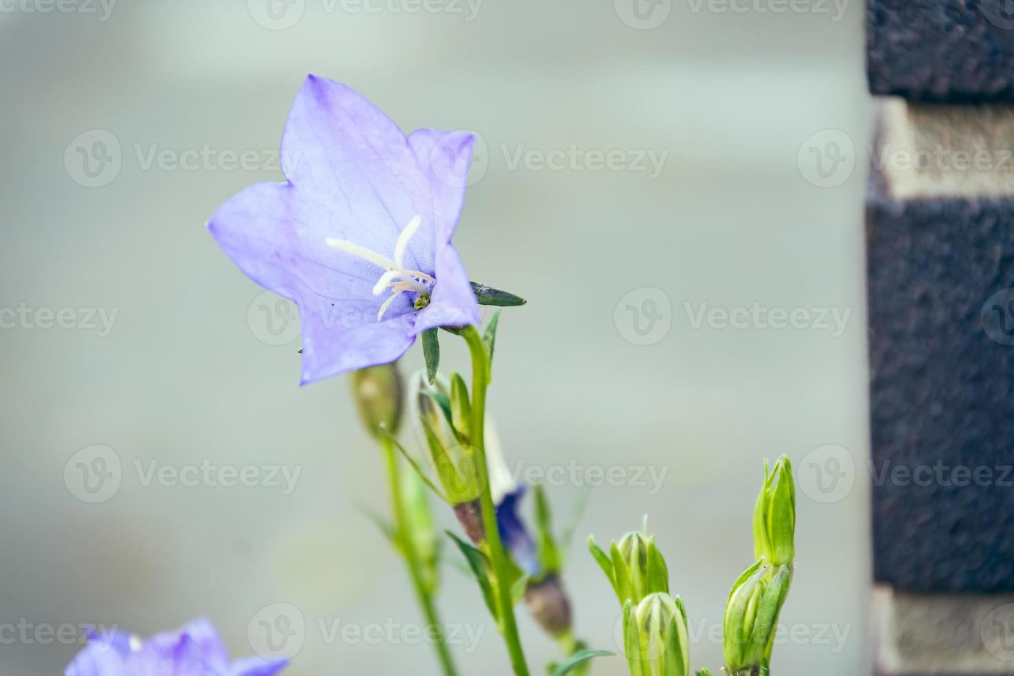 a close up of a purple bellflower in summer photo