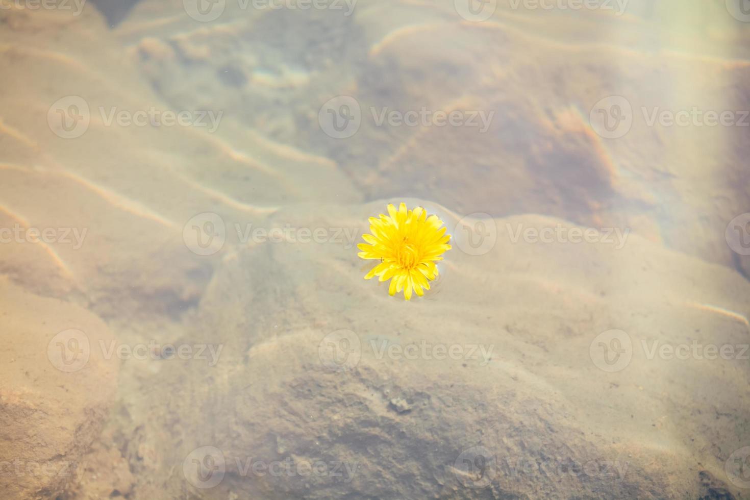 Dandelion flower in water photo