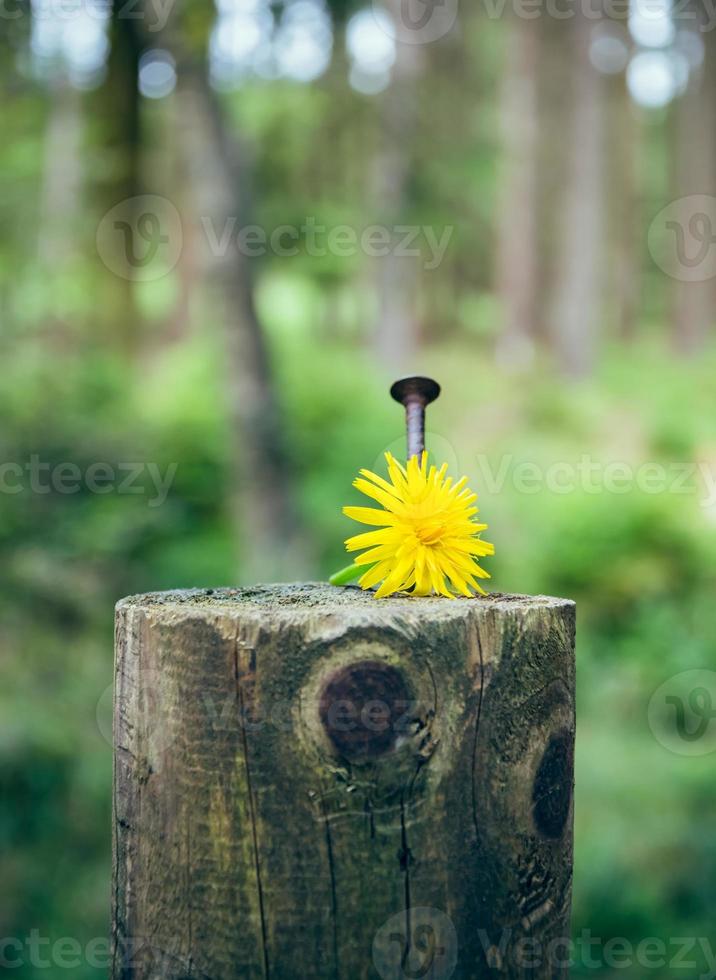Large nail and yellow dandelion on a tree stump photo