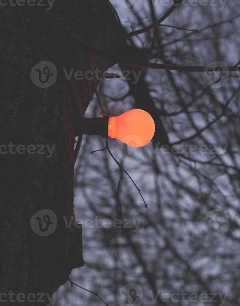 light bulb on tree photo
