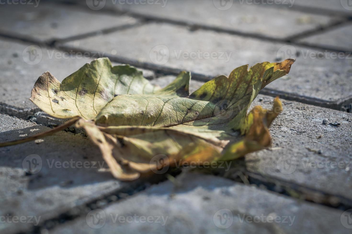 maple leaf in autumn photo