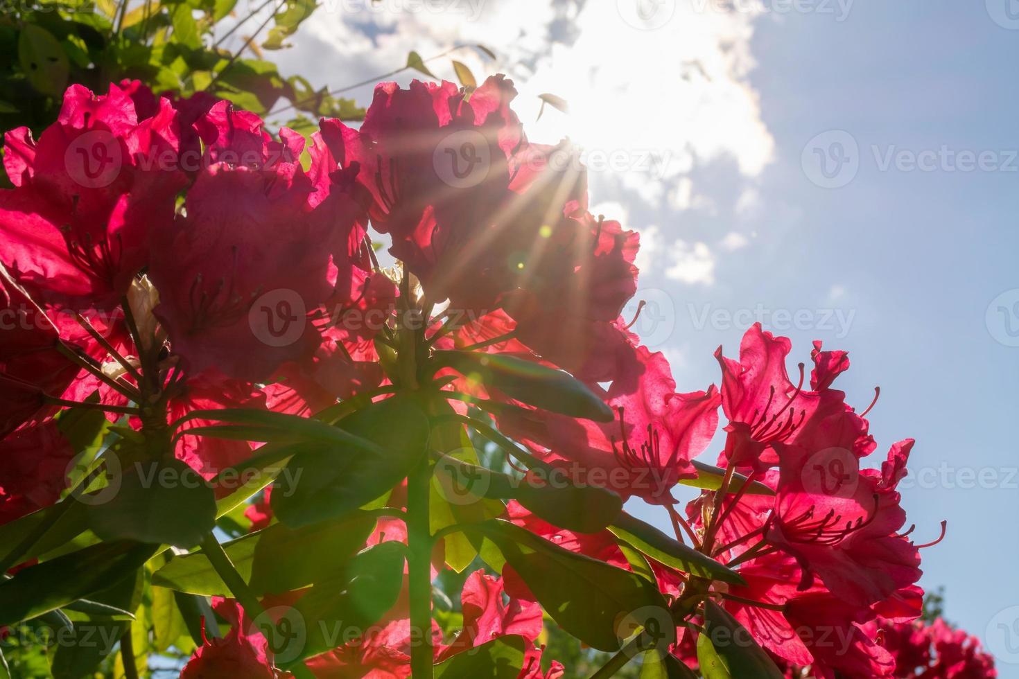 Colorful red rhododendrons with sunburst photo