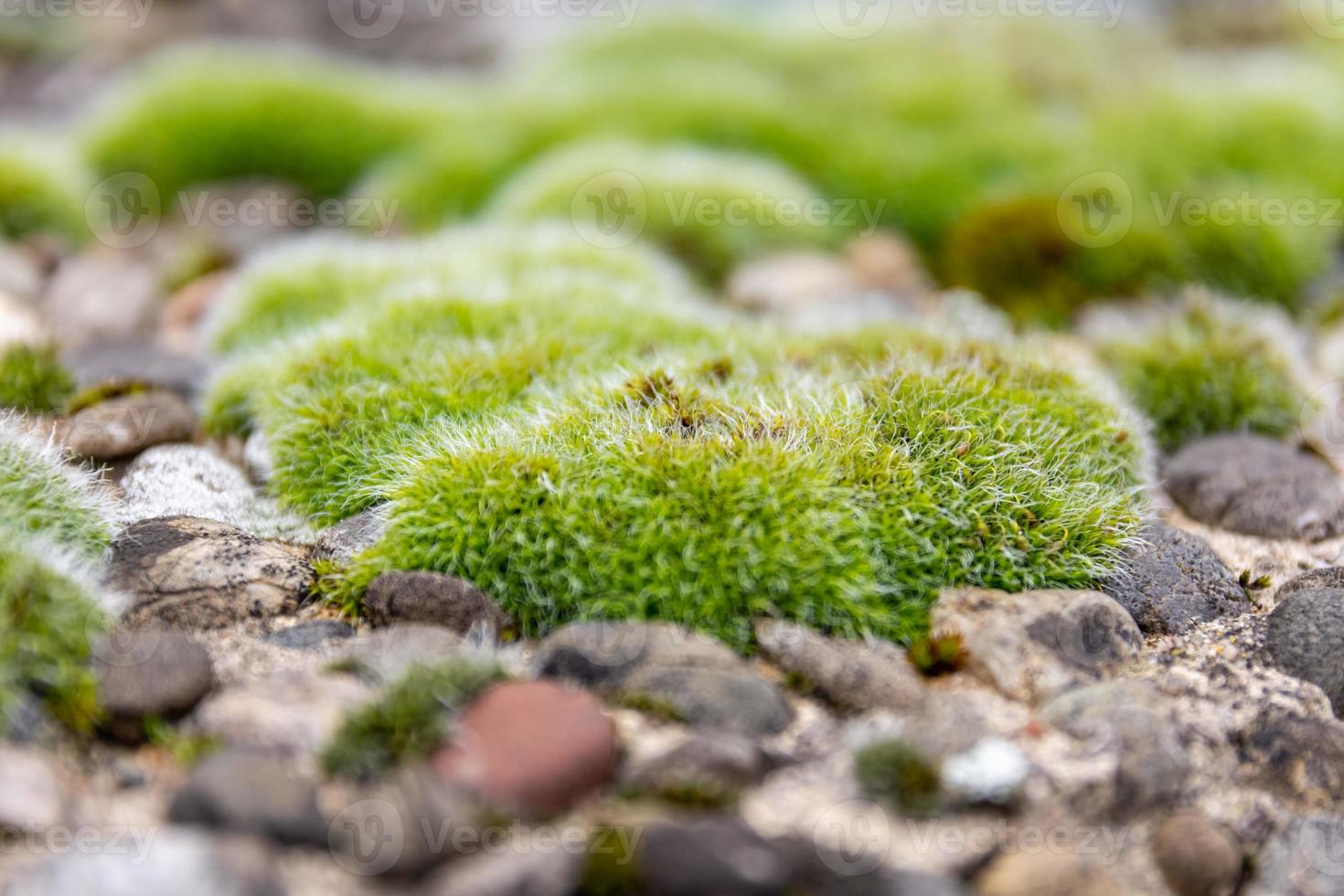 Low angle view over a carpet of green moss photo