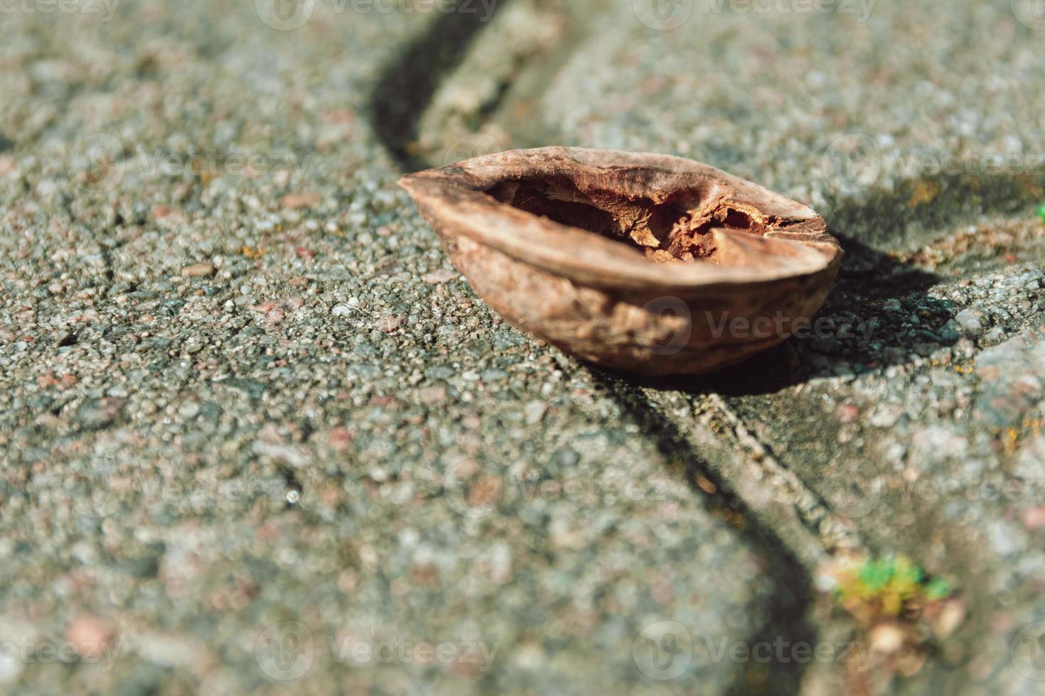 Half an empty walnut shell lying on paving photo