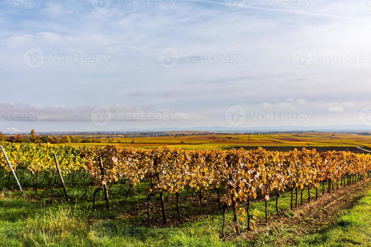 grapevines in the autumn photo