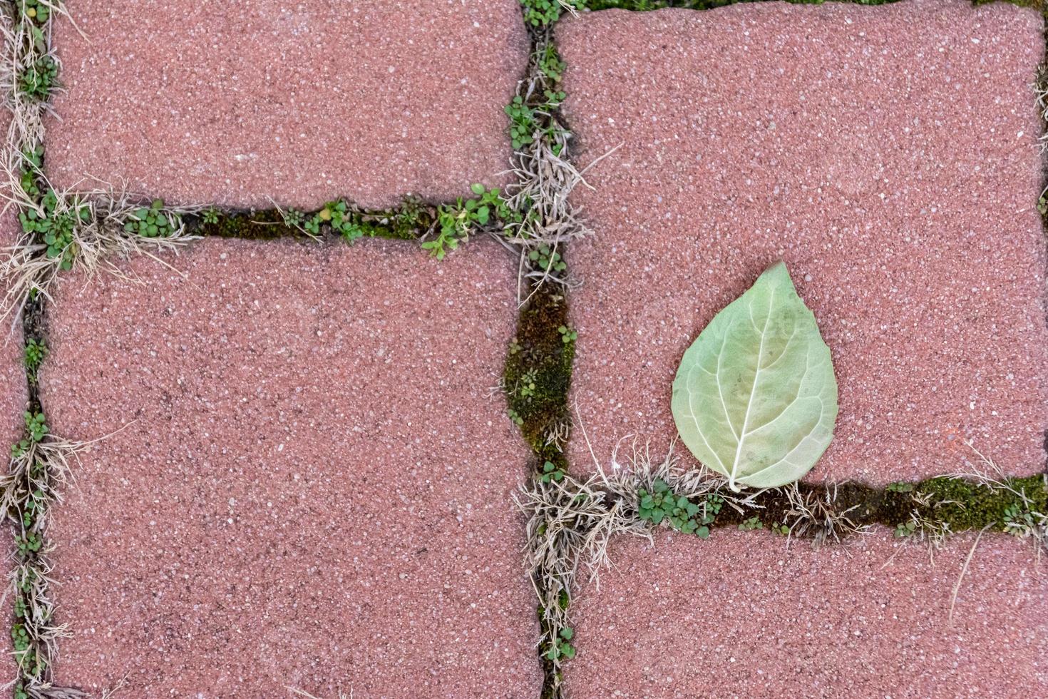 una sola hoja en una pasarela foto