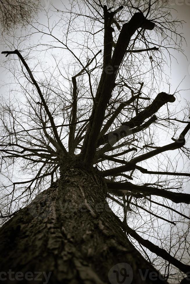 Tree of Darkness photo