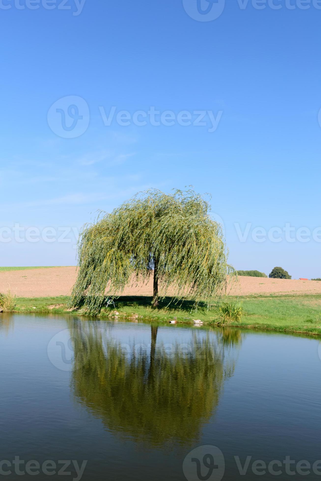 Single little weeping willow tree near pond 9001534 Stock Photo at Vecteezy