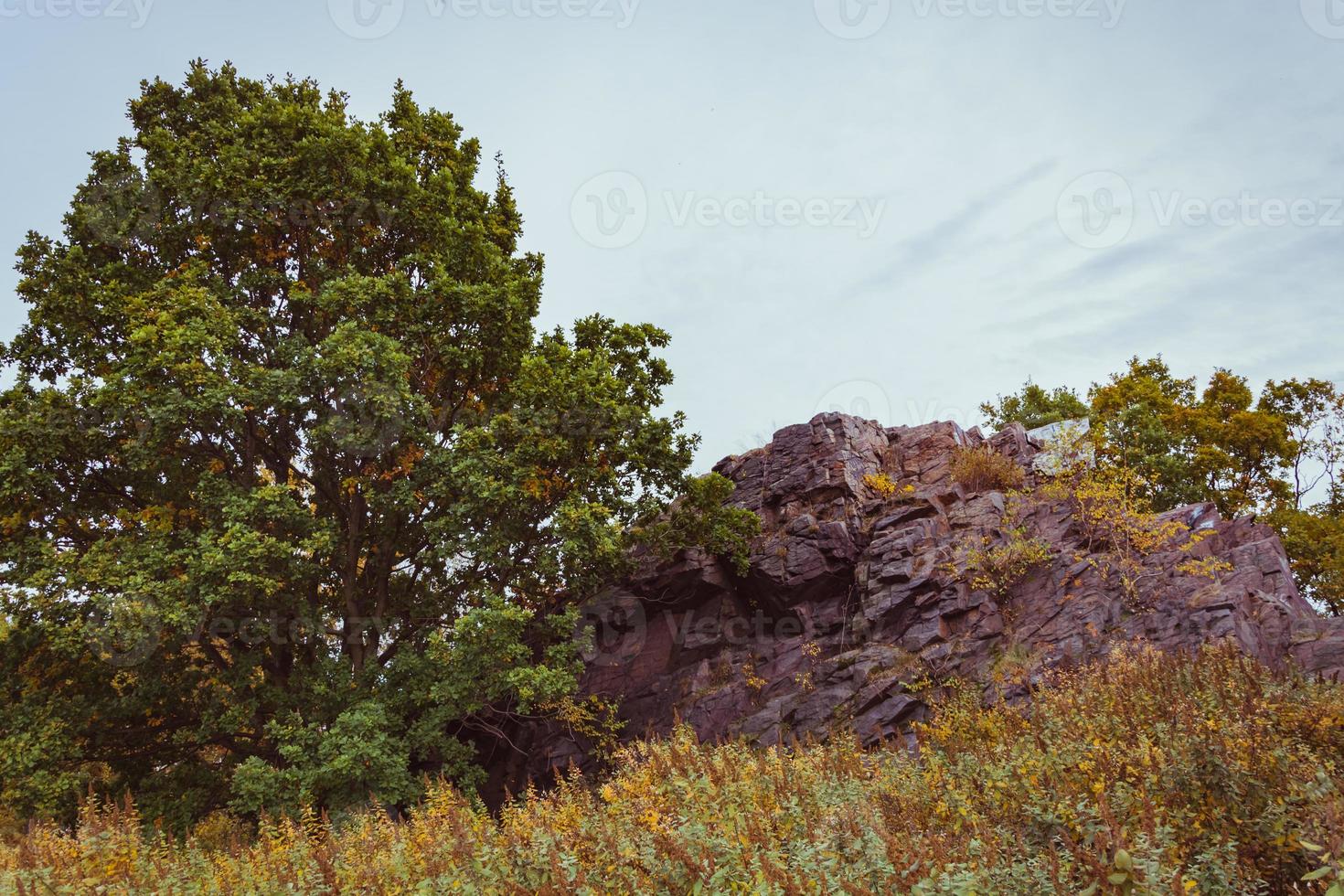 rock in nature photo