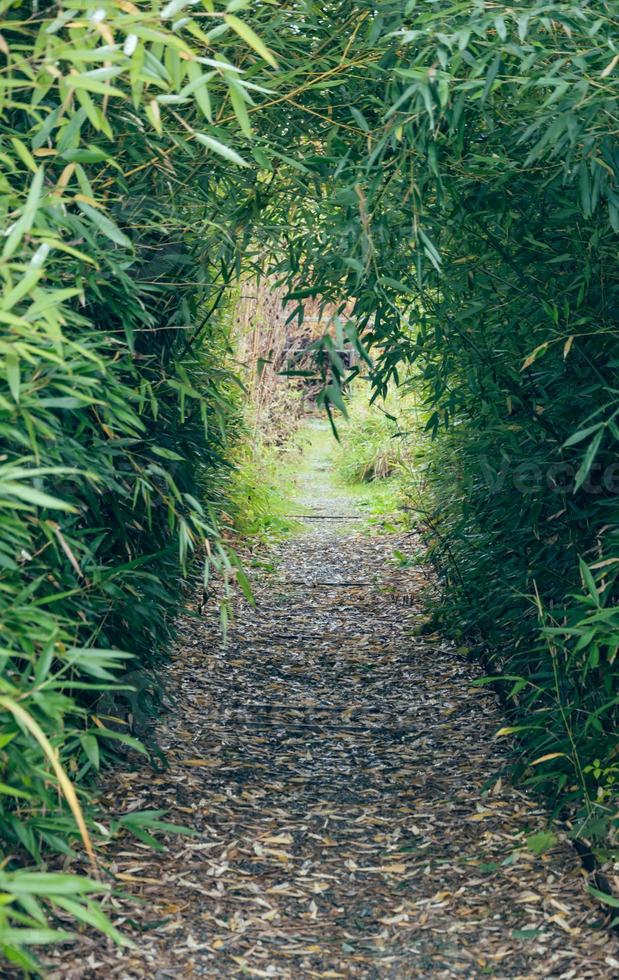 Path through a hedge photo